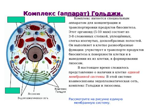 Значение Гольджи для клетки