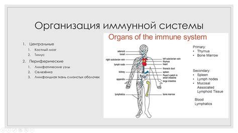 Значение брыжейки для иммунной системы