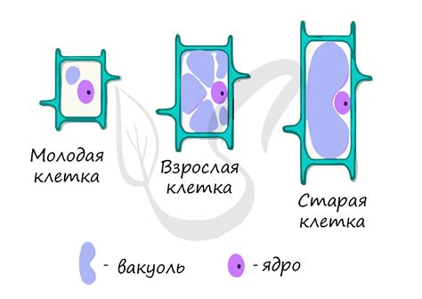 Значение вакуолей в покрове клеток