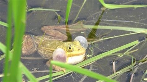 Значение водоемов для жизни лягушек