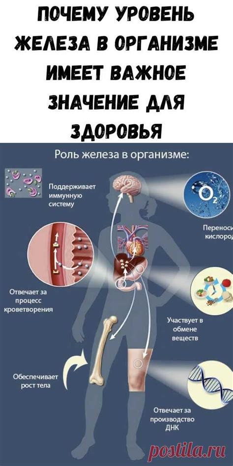 Значение железа для здоровья женщин