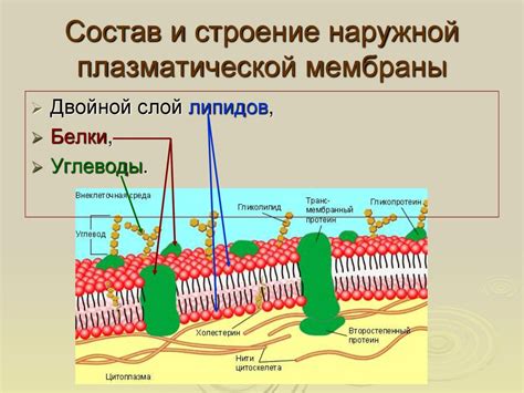 Значение клеточной мембраны у амебы