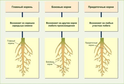 Значение корня для растения