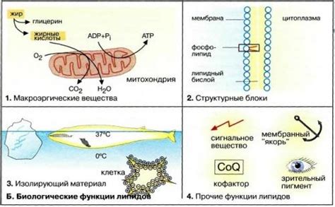 Значение липидов для организма