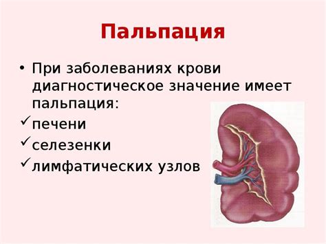 Значение селезенки для кроветворения