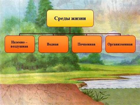 Значение среды обитания и среды жизни для организмов