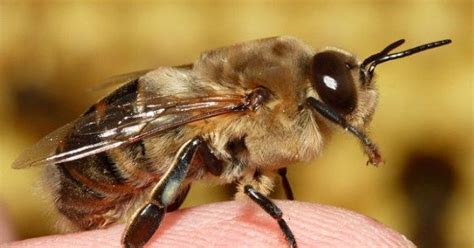 Значение трутней в пчелиной семье
