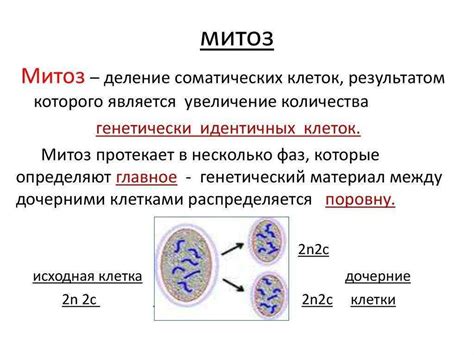 Значение фазы сильного увеличения объема клетки