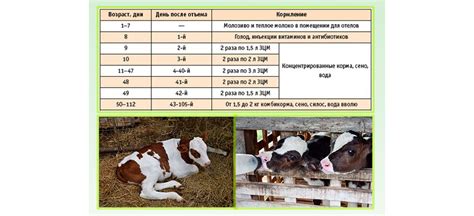 Значение халяльного мясного кормления