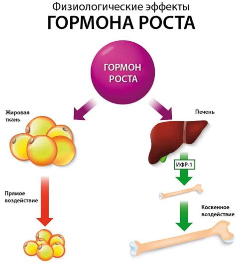 Значение хорошей гидратации для нормализации уровня гормона роста