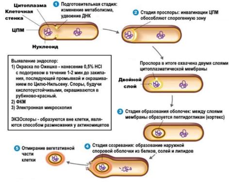 Избежание размножения бактерий