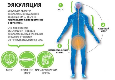 Избыточная эякуляция