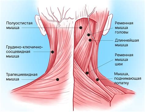 Избыточное напряжение мышц шеи