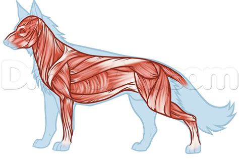 Изучение анатомии волка