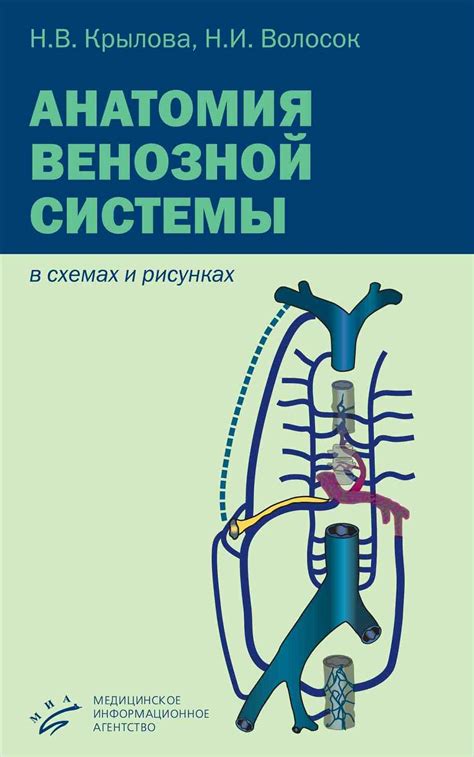 Изучение венозной системы