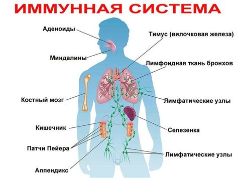 Иммунная система и здоровье