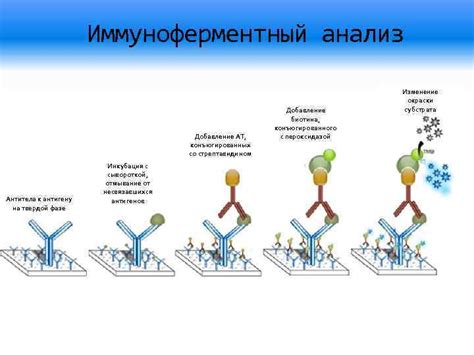 Иммуноглобулины: важное звено защиты