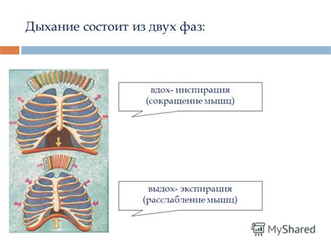 Инспирация и экспирация