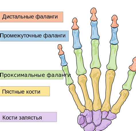 Инструкции по правильному перевязыванию пальцев