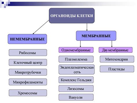 Использование органоидов в исследованиях