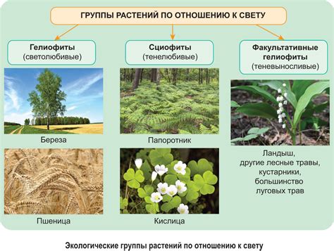 Использование экологических материалов и растений