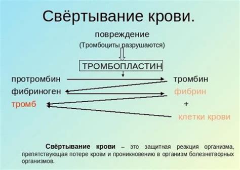 Исследование влияния препаратов железа на свертываемость крови