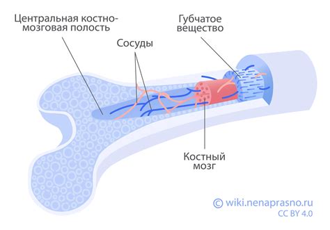 Исследования и научные данные по работе костного мозга