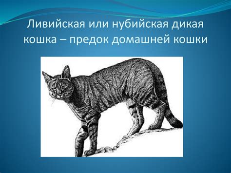 История и происхождение домашних кошек