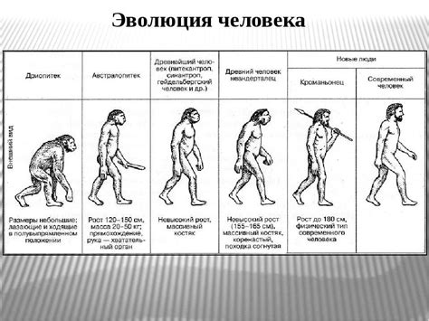 История эволюции человека