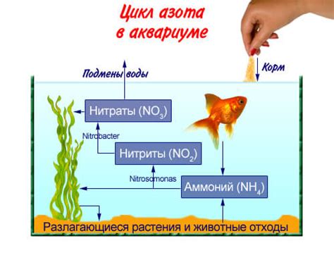 Источники азота в аквариуме