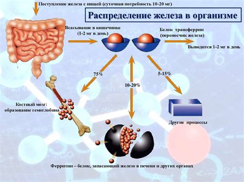 И обновлению в организме