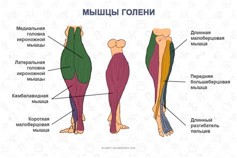 Какие мышцы отвечают за сгибание голени?