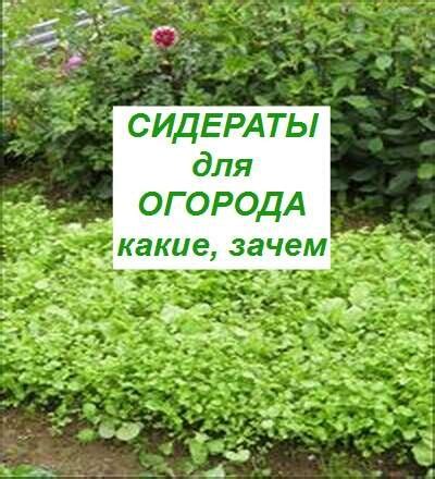 Какие сидераты рекомендуют для огорода в осенний период?