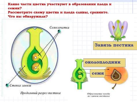 Какие части плода ощущаются