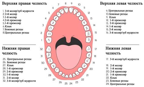 Какой диагноз ставит стоматолог