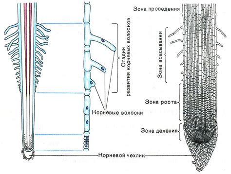 Какой модуль у корня 3i?