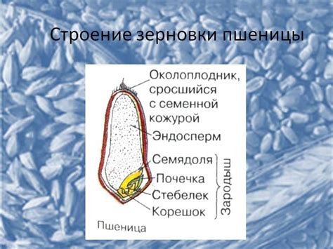 Как выбирать и использовать зерновку пшеницы