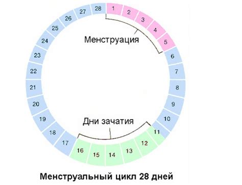 Как выбрать день цикла?