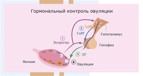 Как гормональные изменения влияют на процессы организма