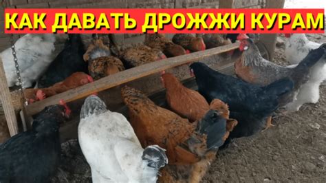 Как давать курам