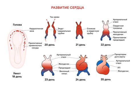 Как измерить частоту сердцебиения плода