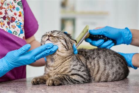 Как помочь коту улучшить аппетит и сон