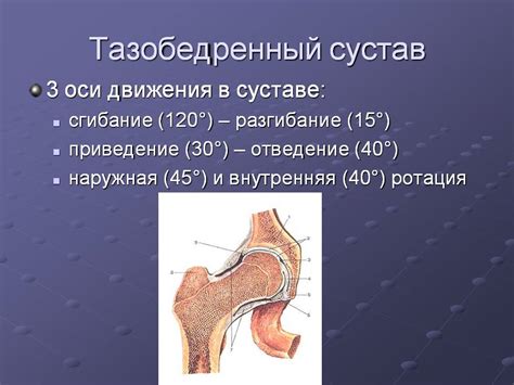 Как правильно выполнять сгибание в тазобедренном суставе