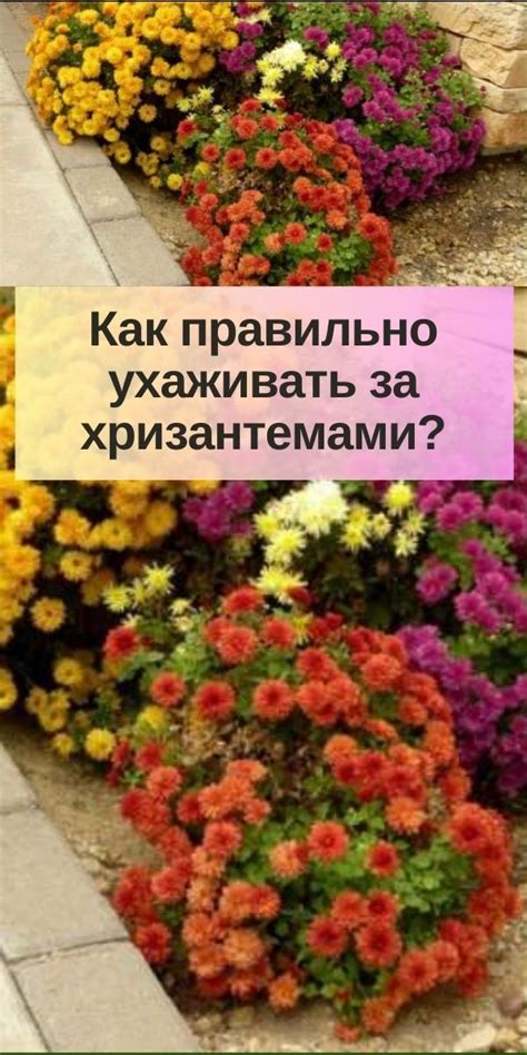 Как правильно ухаживать за садовыми хризантемами