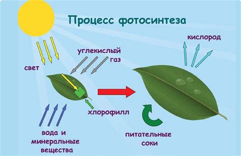 Как происходит фотосинтез