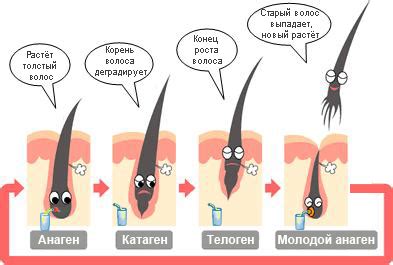 Как работает жизненный цикл волос