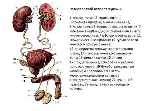 Как работает мочеполовая система мужчины