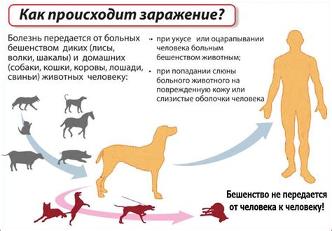 Как распознать бешенство: ведущие клинические признаки