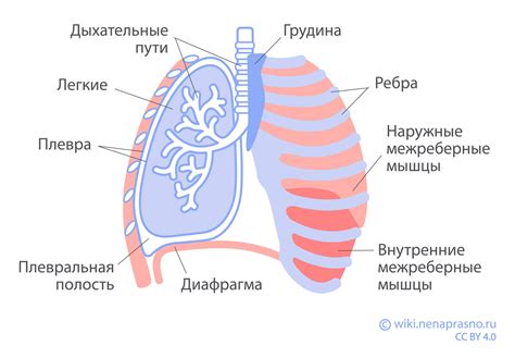 Как устроены легкие у представителей разных видов