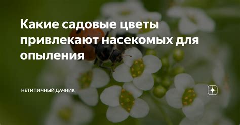 Как цветы привлекают насекомых